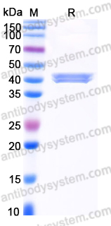 Recombinant Human CADM3/NECL-1/TSLL1 Protein, C-His