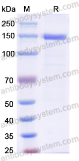 Recombinant Human NELL1/NRP1 Protein, C-Fc