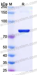 Recombinant Human LRP12/ST7 Protein, C-His