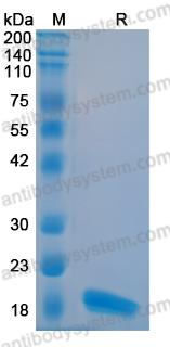 Recombinant Human THSD7A Protein, C-His
