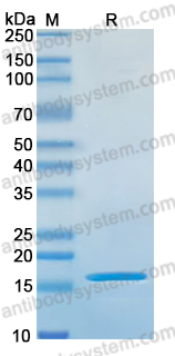 Recombinant Human AGR3 Protein, C-His