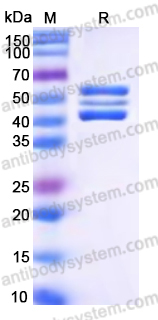 Recombinant Human RELT Protein, C-Fc
