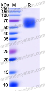 Recombinant Human BTNL9 Protein, C-Fc