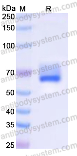 Recombinant Human BTN2A2 Protein, C-Fc