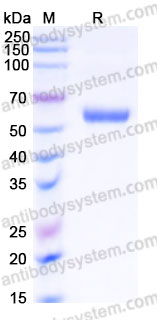 Recombinant Human HLA-A*0201 NY-ESO-1 Complex Protein, C-10*His