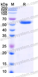 Recombinant Human HLA-A*0201 GP100 Complex Protein, C-10*His
