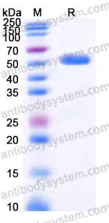 Recombinant Human HLA-A*0201 HPV16 E7 Complex Protein, C-10*His