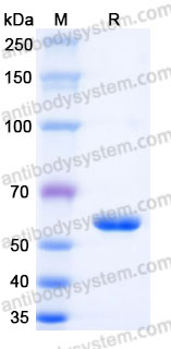 Recombinant Human HLA-A*0201 HBs Ag Complex Protein, C-10*His (Active)