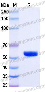 Recombinant Human HLA-A*1101 KRAS(G12D) Complex Protein, C-10*His