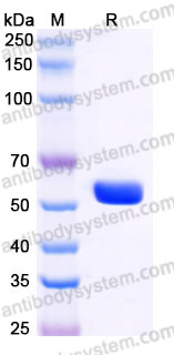 Recombinant Human HLA-A*0201 GP100 Complex Protein, C-10*His (Active)