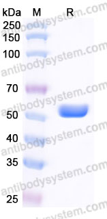 Recombinant Human HLA-A*0201 NY-ESO-1 Complex Protein, C-10*His (Active)