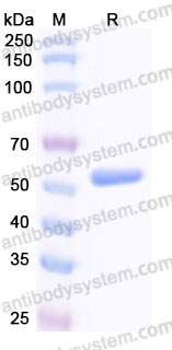 Recombinant Human HLA-A*0201 PRAME Complex Protein, C-10*His