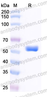 Recombinant Human HLA-A*1101 KRAS (G12V) Complex Protein, C-10*His