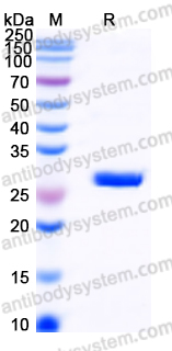 Recombinant Human PRG3 Protein, C-His