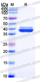 Recombinant Human ITPRIPL1 Protein, C-Fc