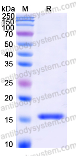 Recombinant Human LGALS14 Protein, C-His