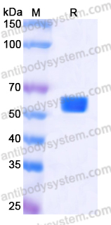 Recombinant Human ULBP2 Protein, C-Fc