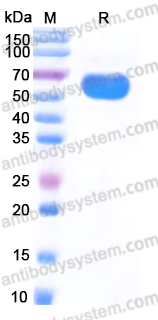 Recombinant Human NTM/Neurotrimin Protein, C-His