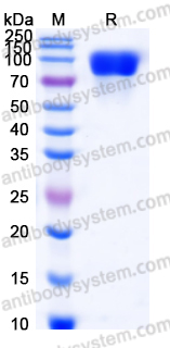 Recombinant Human MANSC1 Protein, C-His