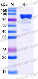 Recombinant Human SIRPB2 Protein, C-Fc