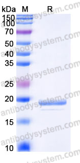 Recombinant Human MDP1 Protein, C-His