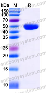 Recombinant Human FAM172A Protein, C-His&nbsp;