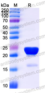 Recombinant Human RNASE6 Protein, C-His