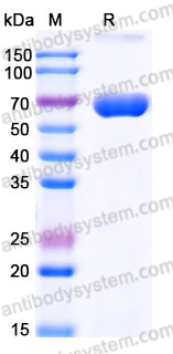 Recombinant Human ESAM Protein, C-Fc