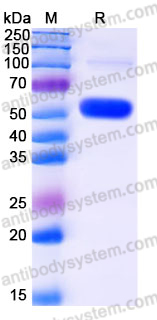 Recombinant Human SERPINB12 Protein, C-His