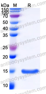 Recombinant Human ACOT13 Protein, C-His