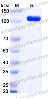 Recombinant Mouse CD304/NRP1 Protein, C-His