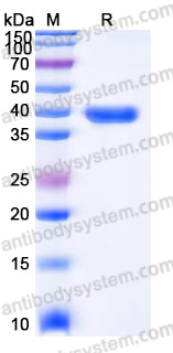 Recombinant Mouse CD267/TNFRSF13B Protein, C-Fc