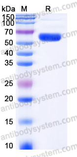 Recombinant Mouse CD170/SIGLEC5 Protein, C-His