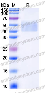 Recombinant Mouse CD275/B7-H2 Protein, C-His