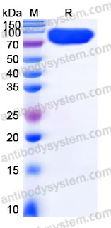 Recombinant Mouse CD358/DR6 Protein, C-Fc-His
