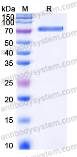 Recombinant Mouse CD335/NCR1/NKp46 Protein, C-Fc