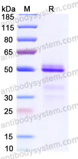 Recombinant Mouse CD230/PRNP Protein, N-hFc