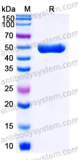 Recombinant Mouse CD98/SLC3A2 Protein, N-His