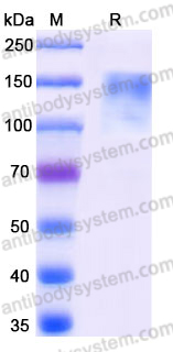 Recombinant Mouse CD45/PTPRC Protein, C-His