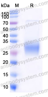 SDS-PAGE for Recombinant Mouse CD16a/FCGR3A Protein, C-His ?>