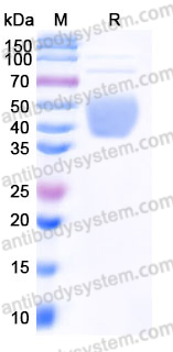 Recombinant Mouse CD48/SLAMF2 Protein, C-His