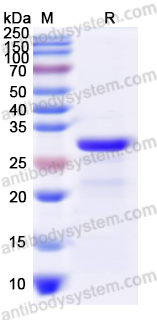 Recombinant Mouse HMGB1 Protein, N-His