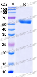 Recombinant Mouse CD28 Protein, C-Fc-His