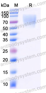 Recombinant Mouse CD107a/LAMP1 Protein, C-His