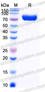 Recombinant Mouse CD102/ICAM2 Protein, C-Fc