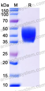 SDS-PAGE for Recombinant Mouse CD142/F3/TF Protein, C-His ?>