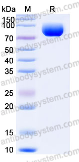 Recombinant Mouse CD155/PVR Protein, C-mFc (IgG2a)