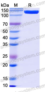 Recombinant Mouse CD140a/PDGFRA Protein, C-Fc