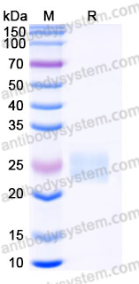 Recombinant Mouse CD152/CTLA4 Protein, C-Flag