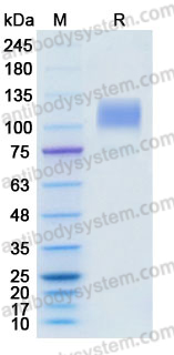 Recombinant Mouse CD36 Protein, C-Fc